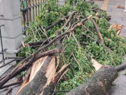 Ranting Pohon Besar Tumbang di Cijantung Jakarta Timur Ganggu Aktivitas Warga