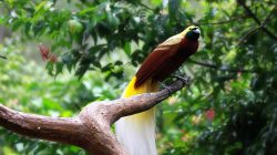 Pesona Burung Cendrawasih, Permata Langit Papua yang Menjadi Simbol Keindahan dan Kehidupan