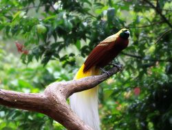 Pesona Burung Cendrawasih, Permata Langit Papua yang Menjadi Simbol Keindahan dan Kehidupan