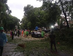 Jakarta Siaga Cuaca Ekstrem, Dua Warga Tewas Akibat Pohon Tumbang