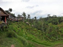 Lumbung Bangkit: Desa Tersembunyi Delod Blumbang, Kenderan, di Tegalalang yang Menyulap Keterpencilan Jadi Kekuatan Ekonomi Baru