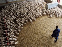 Pakar Institut Pasteur: Flu Burung Berpotensi Picu Pandemi Lebih Parah Dari COVID-19 Jika Menular Antar-Manusia