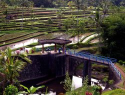 Subak Bali: Warisan Luhur yang Menjaga Harmoni Alam dan Manusia