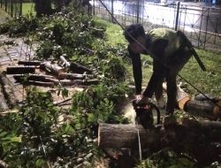 Pohon Tumbang dan Sempal di Jaktim Berhasil Dievakuasi
