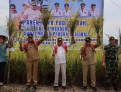 Panen Raya Padi di Karo, Wagub Surya Pastikan Keberpihakan Pemerintah kepada Petani
