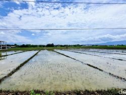 Banjir Awal Tahun 2026 Hancurkan 28 Hektare Tanaman Padi Di Ponorogo
