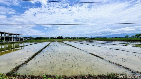 Sawah yang terendam banjir di Ponorogo. (Foto: Charolin Pebrianti/detikJatim)