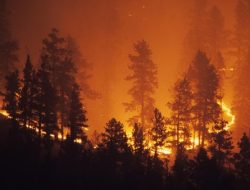 Kebakaran Hutan di Chili Tewaskan 15 Orang, 50 Ribu Warga Mengungsi