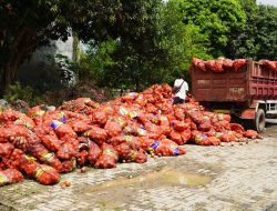 Ribuan Karung Bawang Bombay Ilegal dari Tiongkok dan India Dimusnahkan di Semarang
