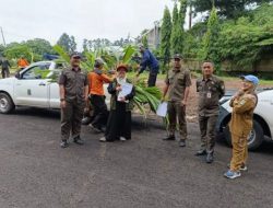 20 Ribu Bibit Kelapa Genjah Mulai Disalurkan, Kota Tangerang Perkuat Ketahanan Pangan dan Penghijauan