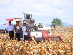 BPS: Produksi Jagung 2025 Naik 6,44%, Tembus 16,11 Juta Ton