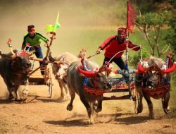 Karapan Sapi: Tradisi Unik yang Menggugah di Madura