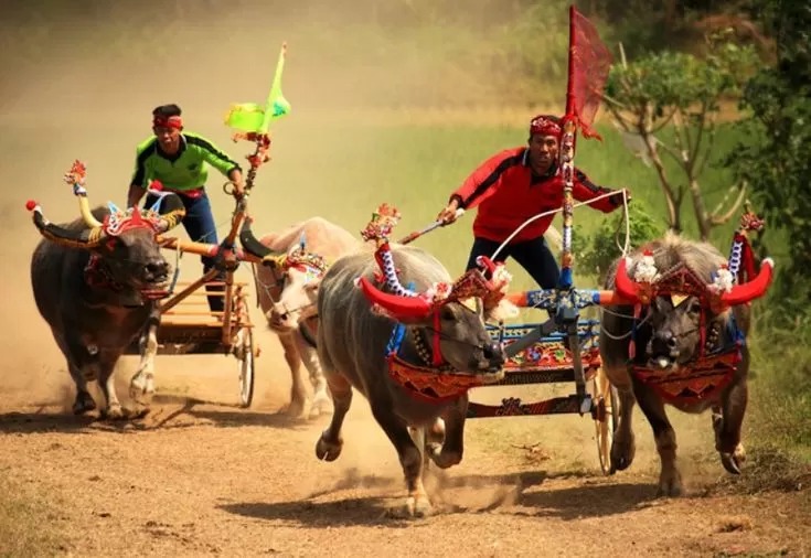 Karapan sapi yang terkenal dari Madura (foto: pinterest)