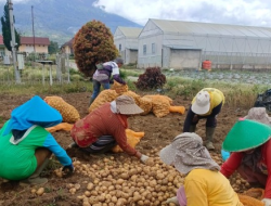 Produktivitas Kentang Kerinci Naik 8,76%, Kementan Dorong Perluasan Pasar dan Hilirisasi
