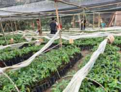 Hadapi Hujan Ekstrem, Kementan Bekali Penyuluh dan Petani Strategi Tanam Cerdas