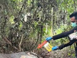 Gajah Sumatera Tewas Mengenaskan Tanpa Kepala di Areal Konsesi Perusahaan, Polisi Selidiki Dugaan Perburuan