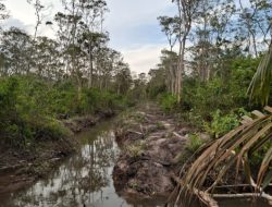 Hutan Lindung Belilik Terancam, Kuasa Hukum Warga Tempuh Jalur Hukum