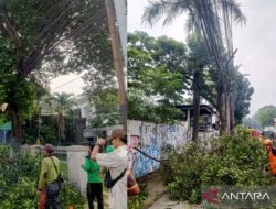 Pemkot Jakarta Timur Pangkas Pohon Rawan Tumbang di Jalan Raya Bogor untuk Antisipasi Cuaca Ekstrem