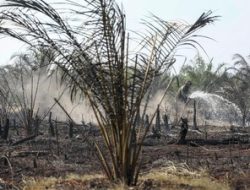 Bentrokan Lahan Sawit di Rokan Hulu Tewaskan Satu Orang, Aparat Perkuat Pengamanan