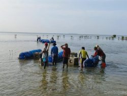 600 Substrat Terumbu Karang Ditenggelamkan di Perairan Pulau Pari