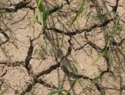 BPBD Banyumas Siaga Hadapi Kemarau 2026, Antisipasi Kekeringan dan Karhutla