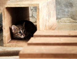 Kisah Santi, Anak Kucing Kuwuk yang Dilepasliarkan di Hutan Bali