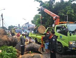 Pohon Tumbang di Lenteng Agung Raya Berhasil Dievakuasi