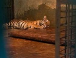 Anak Harimau di Kebun Binatang Bandung Mati Akibat Virus, Satu Ekor Lainnya Berangsur Membaik