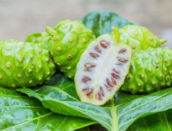 Mengkudu: Buah Super dengan Segudang Manfaat Kesehatan