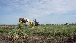 Kota Bogor Raih Penghargaan Kategori Kabupaten/Kota Pangan Aman Tahun 2025