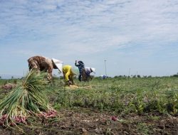 Kota Bogor Raih Penghargaan Kategori Kabupaten/Kota Pangan Aman Tahun 2025