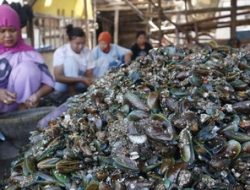 Pemprov DKI Olah Limbah Kerang Hijau Jadi Paving Block dan Suvenir