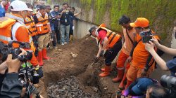 763 Kg Ikan Sapu-Sapu Ditangkap di Jaktim, Langsung Dimusnahkan dengan Cara Dikubur