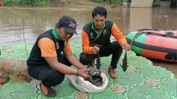 Ikan Sapu-Sapu Dijadikan Siomay, Wali Kota Jaktim Ingatkan Bahaya Logam Berat