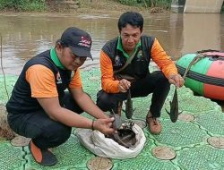 Ikan Sapu-Sapu Dijadikan Siomay, Wali Kota Jaktim Ingatkan Bahaya Logam Berat