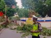 Pohon Tumbang di Jalan Wahid Hasyim, Rute TransJakarta Arah Tanah Abang Dialihkan