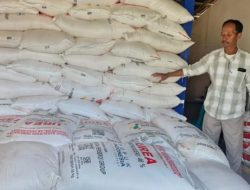 Distribusi Pupuk Lancar, Panen Petani Cilacap Tembus 10 Ton per Hektare