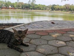 Banjir Jakarta Timur Ditekan, Waduk Aneka Elok Mulai Difungsikan