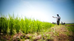 Ekspor Pertanian Melonjak, Impor Turun, Didukung Kinerja Sektor yang Kian Solid dan Menyeluruh