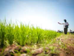 Ekspor Pertanian Melonjak, Impor Turun, Didukung Kinerja Sektor yang Kian Solid dan Menyeluruh