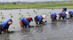 Hadapi Kemarau, Kementan Pacu Tanam Serentak di 38 Daerah se-Jawa Timur