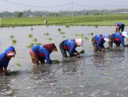Hadapi Kemarau, Kementan Pacu Tanam Serentak di 38 Daerah se-Jawa Timur