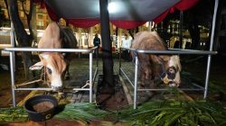 Bagaimana Hukum, Syarat, dan Distribusi Hewan Kurban? Ini Penjelasannya