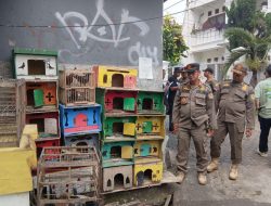 Puluhan Burung Dara Disita Satpol PP di Jaktim, Dikeluhkan Warga karena Bau dan Kotoran