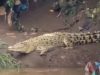Heboh Buaya Putih Muncul di Sungai Cisadane, Warga Diminta Tidak Mengganggu