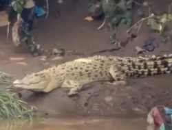 Heboh Buaya Putih Muncul di Sungai Cisadane, Warga Diminta Tidak Mengganggu