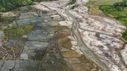 Ribuan Hektare Sawah Terdampak Bencana Sumatera Mulai Ditanami Kembali
