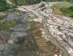 Ribuan Hektare Sawah Terdampak Bencana Sumatera Mulai Ditanami Kembali