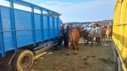 Pemkab Sampang Perketat Lalu Lintas Sapi dari Luar Madura demi Jaga Kemurnian Genetik