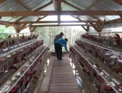Harga Telur Ayam di Tingkat Peternak Anjlok, Kementan Soroti Permainan Tengkulak